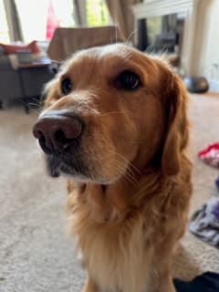 Happy golden retriever wearing ResQ Pet tag