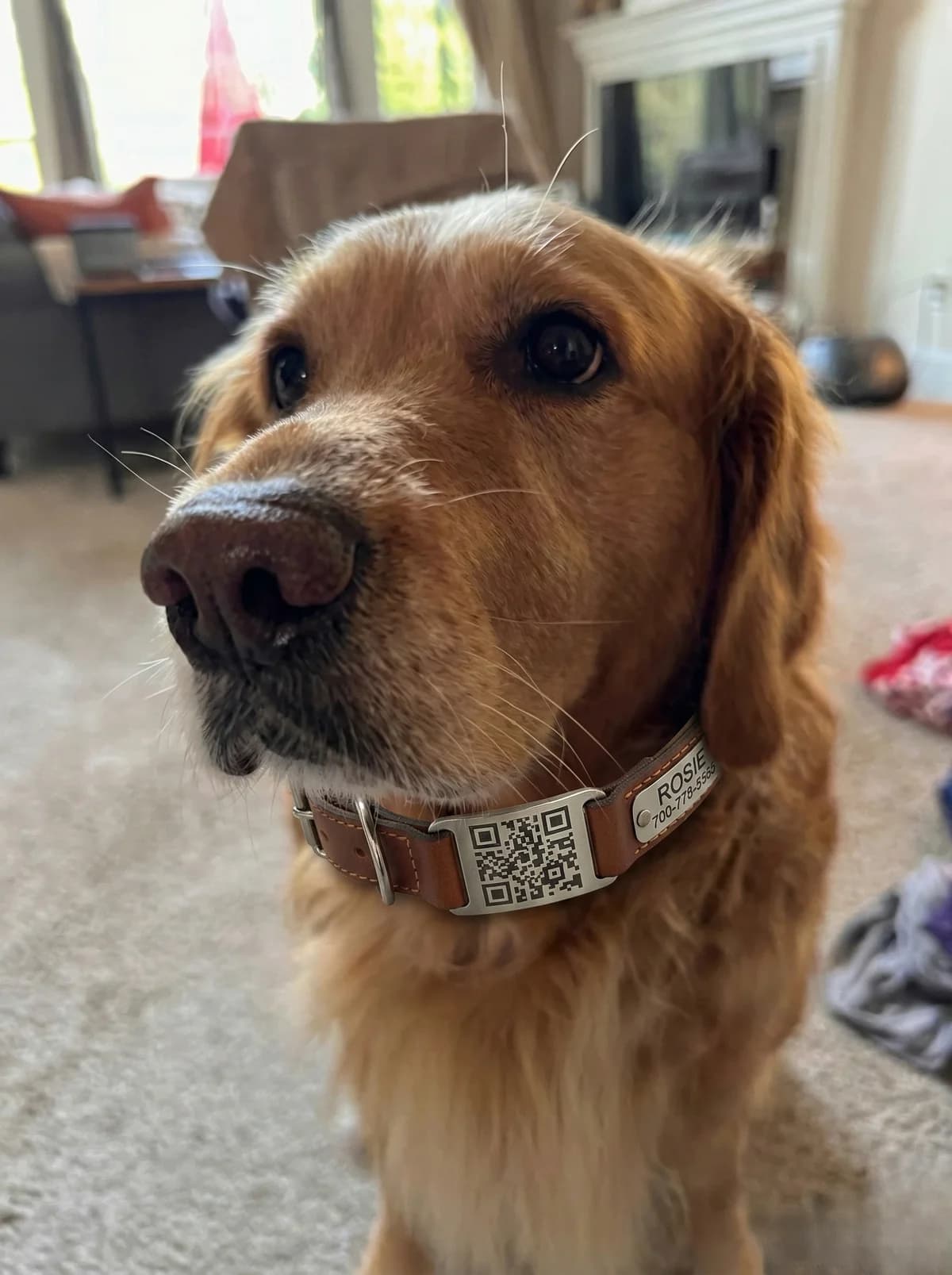 Happy golden retriever wearing ResQ Pet tag
